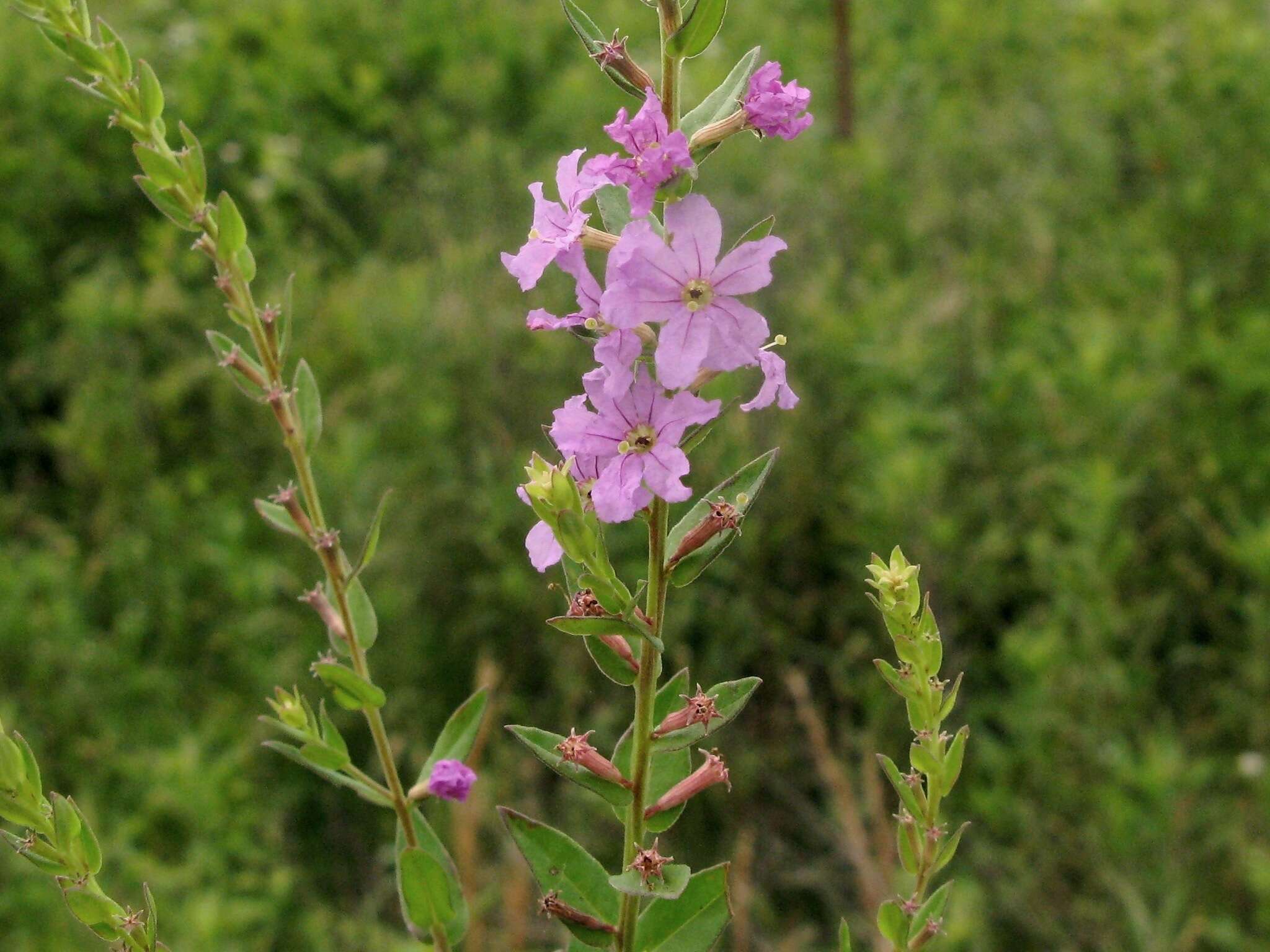 Image of winged lythrum