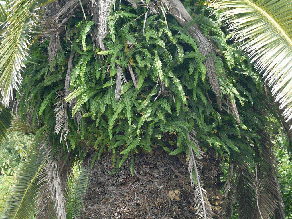 Image of narrow swordfern