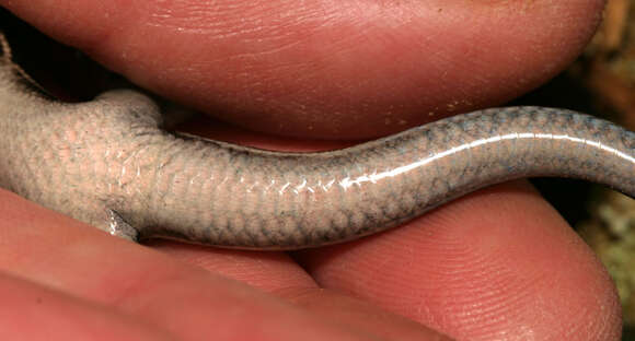 Image of Common Five-lined Skink