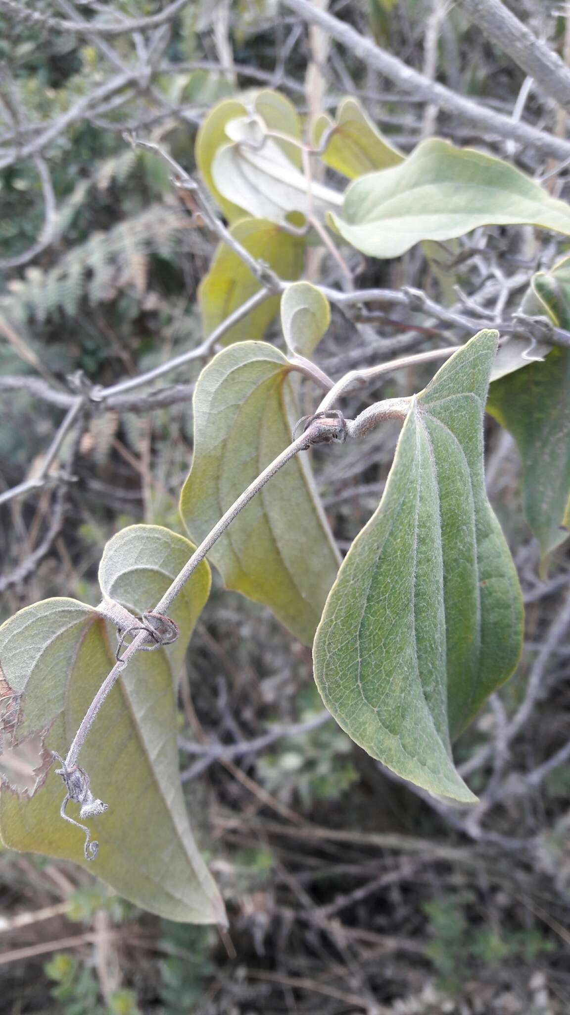 Smilax tomentosa Kunth resmi