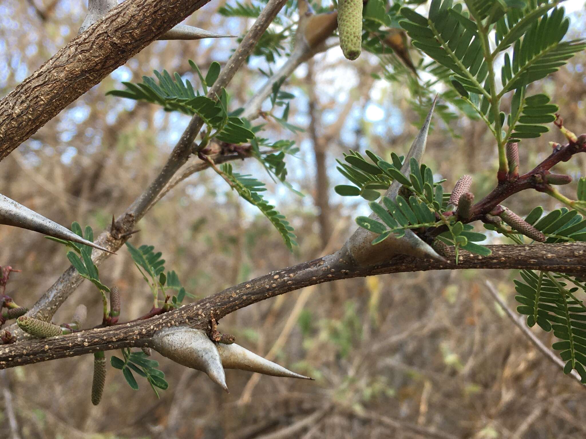 Image of bull horn acacia