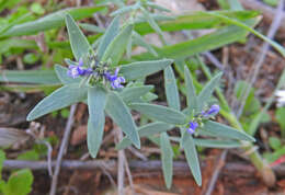 Image of Linaria micrantha (Cav.) Hoffmgg. & Link