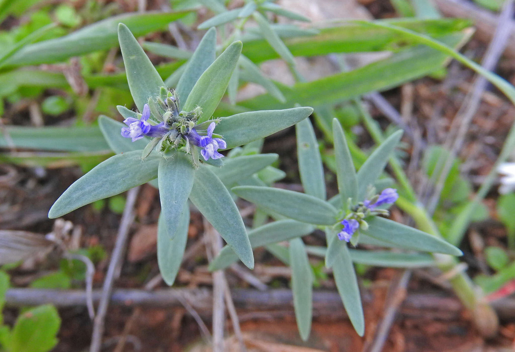 صورة Linaria micrantha (Cav.) Hoffmgg. & Link