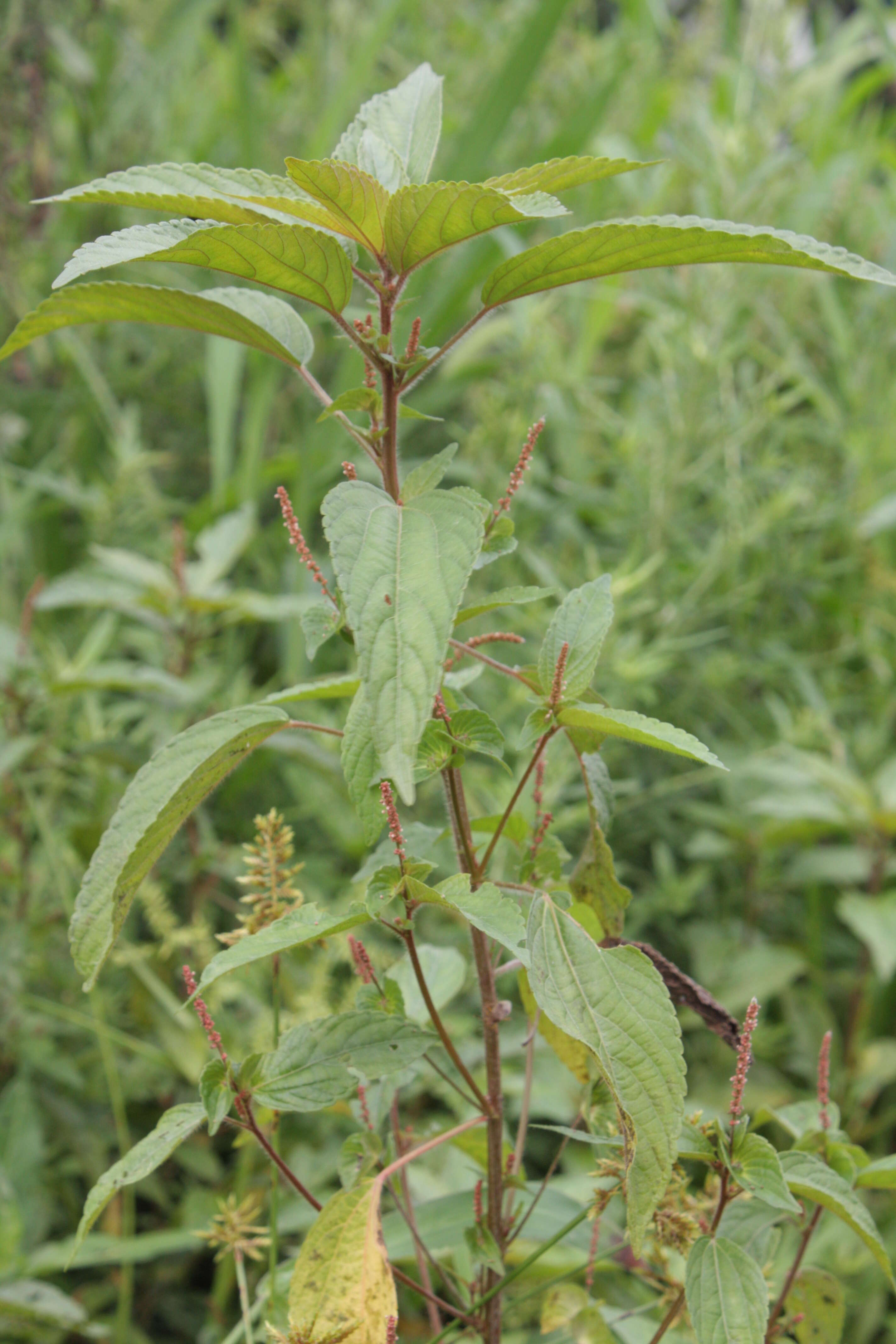 Image of Asian copperleaf