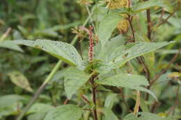 Image of Asian copperleaf