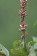 Image of Asian copperleaf