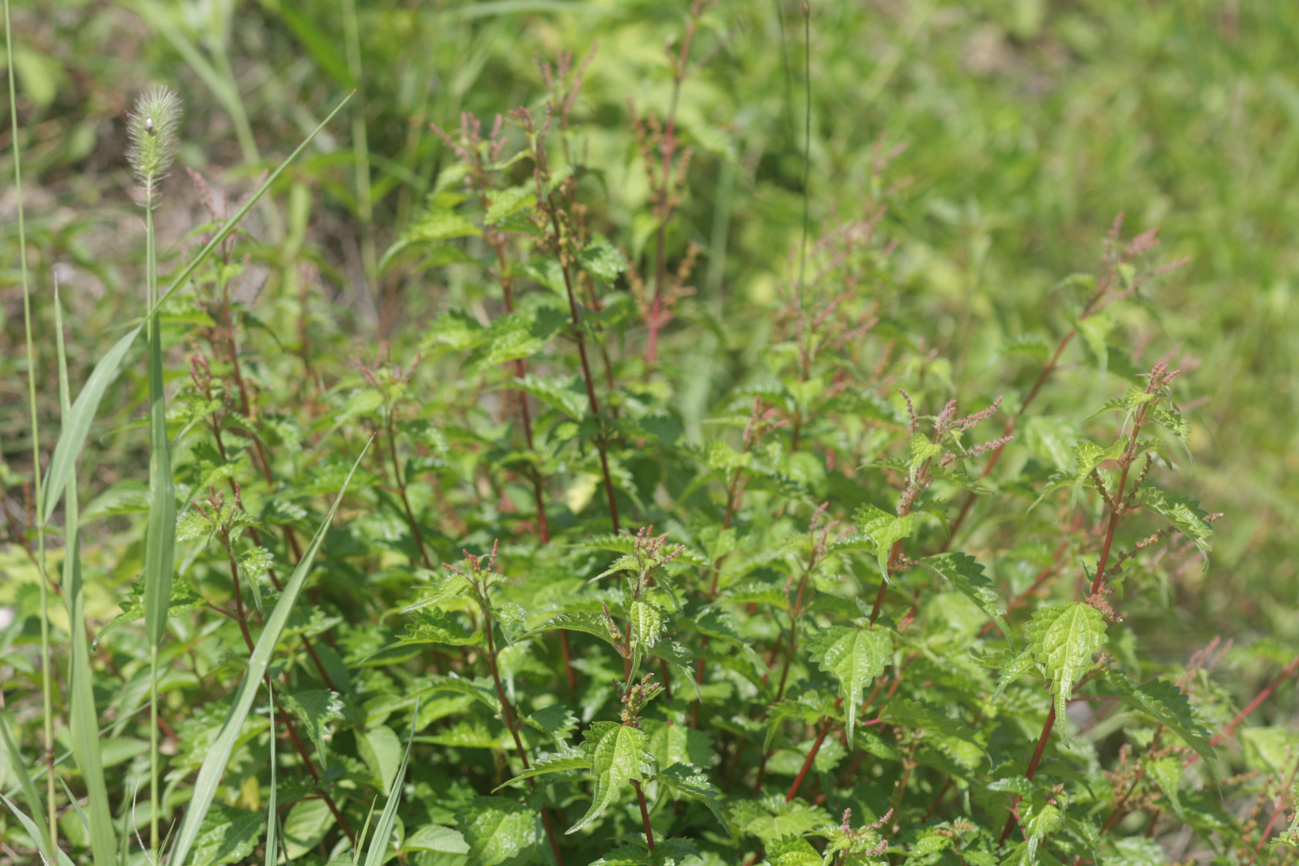 Image of Asian copperleaf