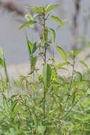 Image of Asian copperleaf