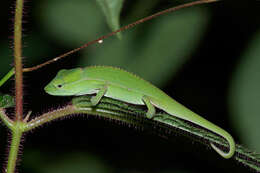 Image of Perinet chameleon