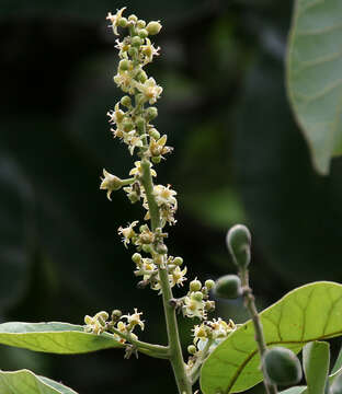 Image of markingnut tree