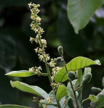 Image of markingnut tree