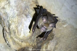 Image of Horsfield's Leaf-nosed Bat