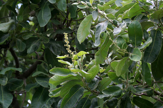 Image of markingnut tree