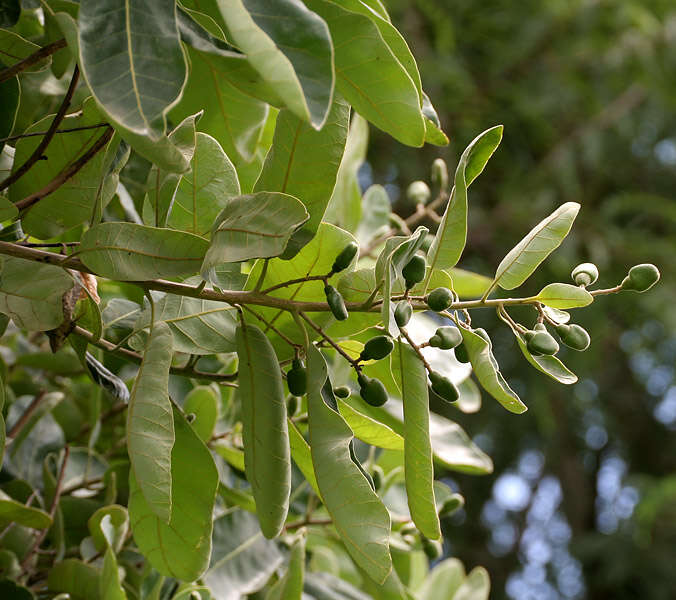 Image of markingnut tree