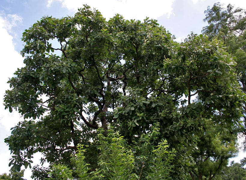 Image of markingnut tree