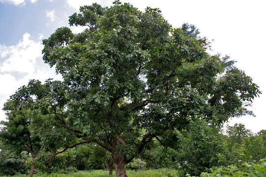 Image of markingnut tree