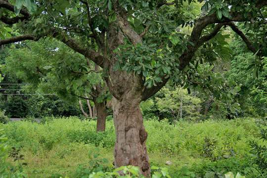 Image of markingnut tree