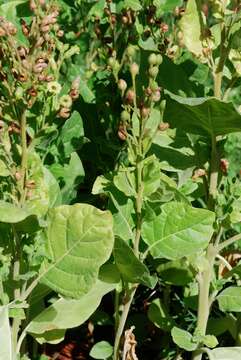 Image of Aztec tobacco