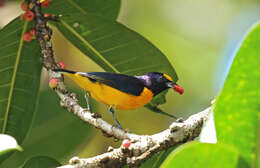 Image of Finsch's Euphonia