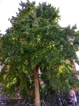 Imagem de Corylus colurna L.