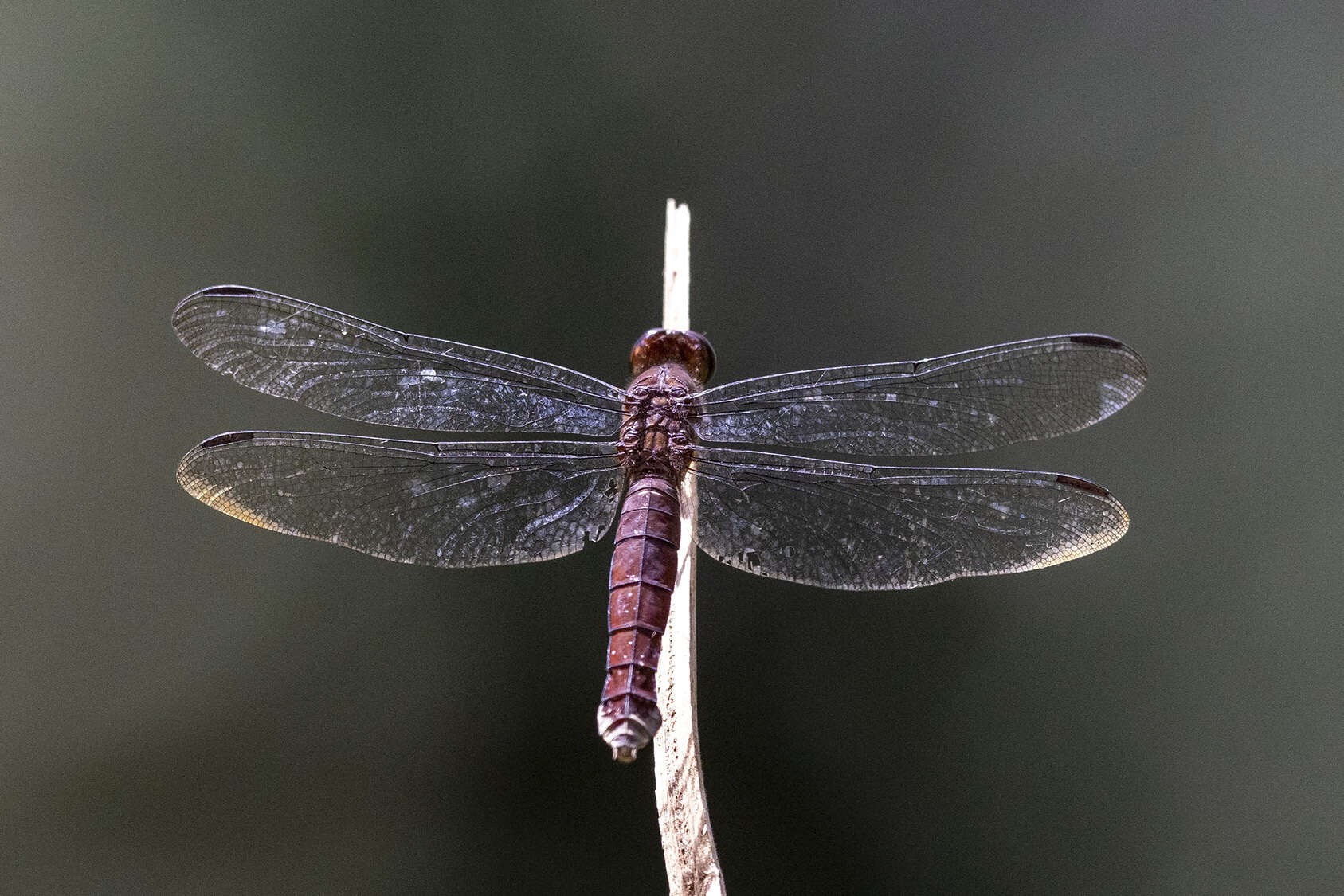 Image of Hadrothemis coacta (Karsch 1891)