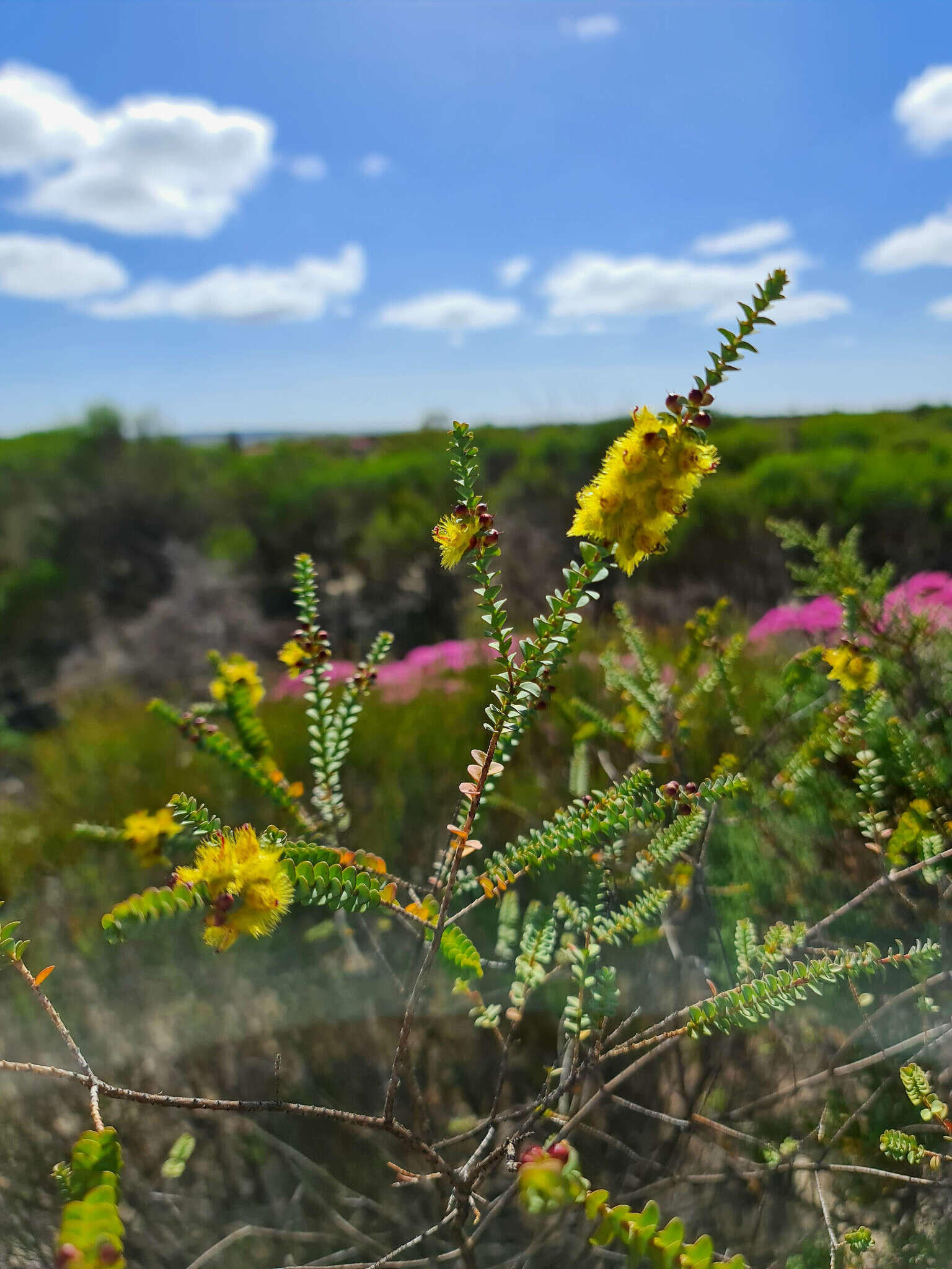 Image de Verticordia chrysostachys Meissn.