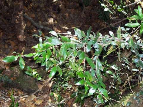 Image of Trochocarpa montana J. B. Williams & J. T. Hunter