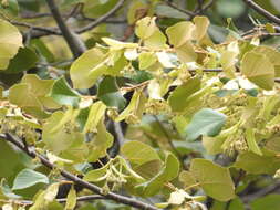 Image of Tilia americana var. mexicana (Schltdl.) J. W. Hardin