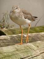 Image of Common Redshank