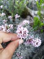 Image of Amphithalea ericifolia subsp. ericifolia