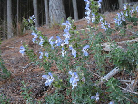 Image of Salvia africana L.