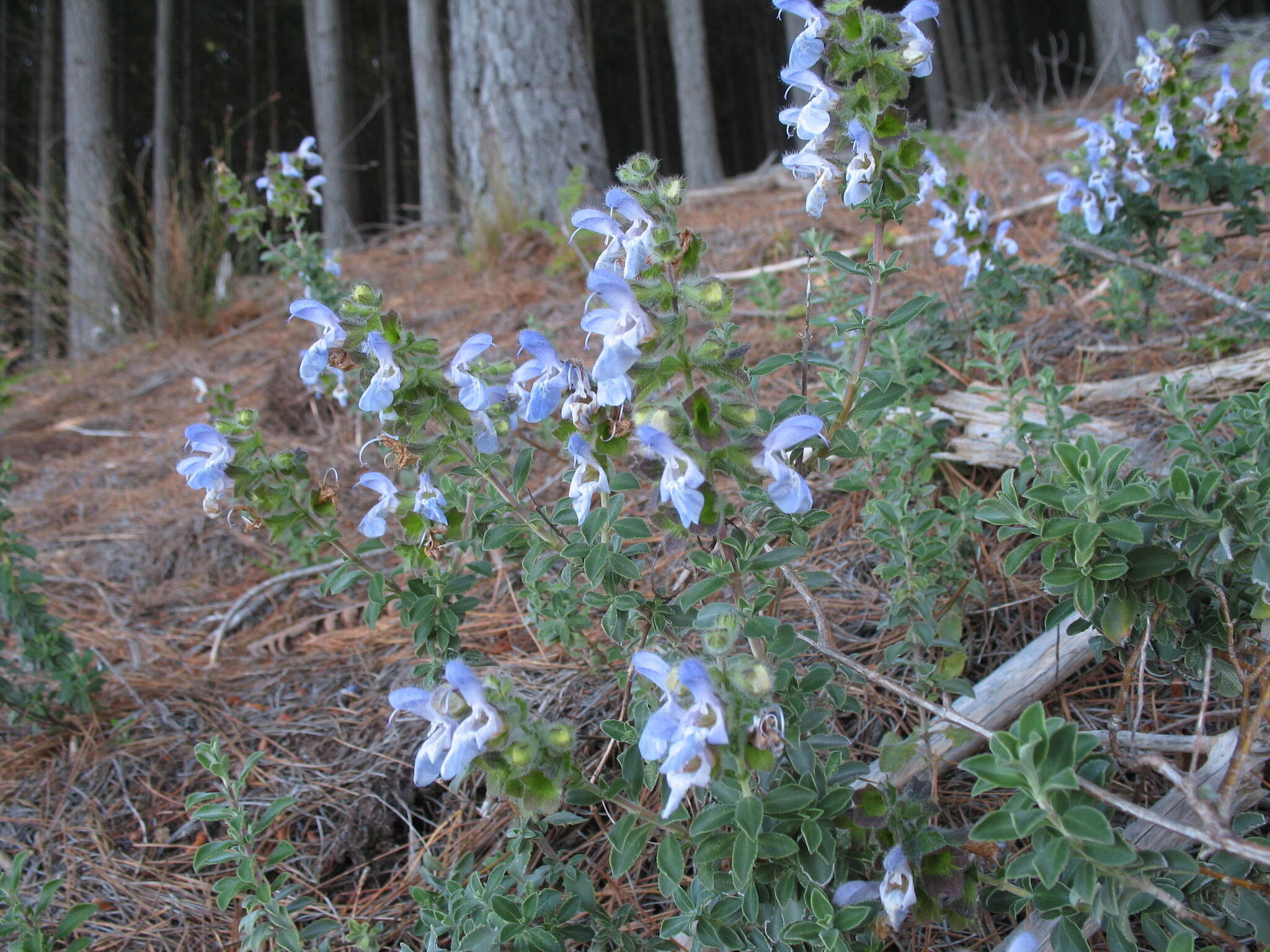 Imagem de Salvia africana L.