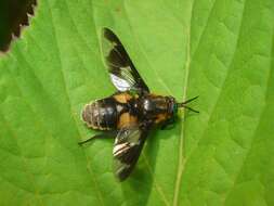 Image of Chrysops caecutiens (Linnaeus 1758)