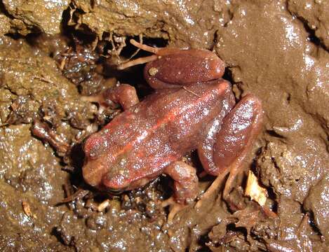 Image of Rosy Ground Frog