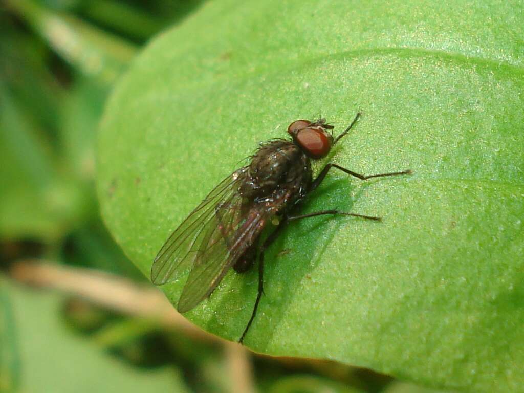 Image of root-maggot flies