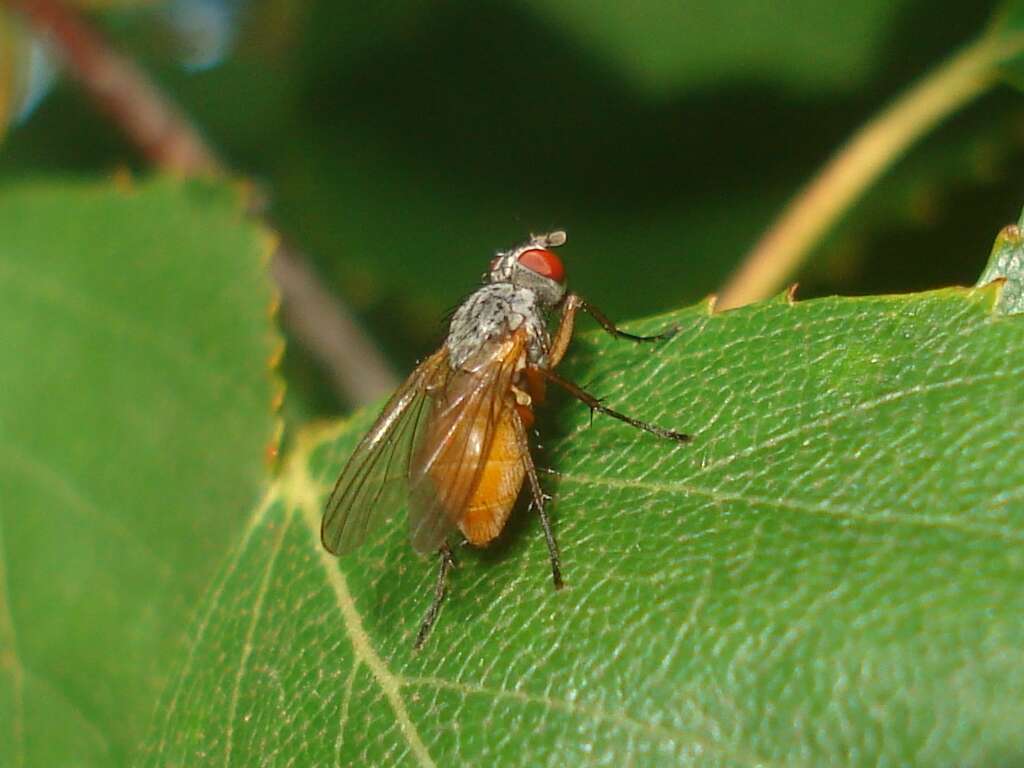 Image of root-maggot flies