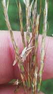 صورة Bothriochloa bladhii (Retz.) S. T. Blake