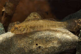 Image of Padogobius