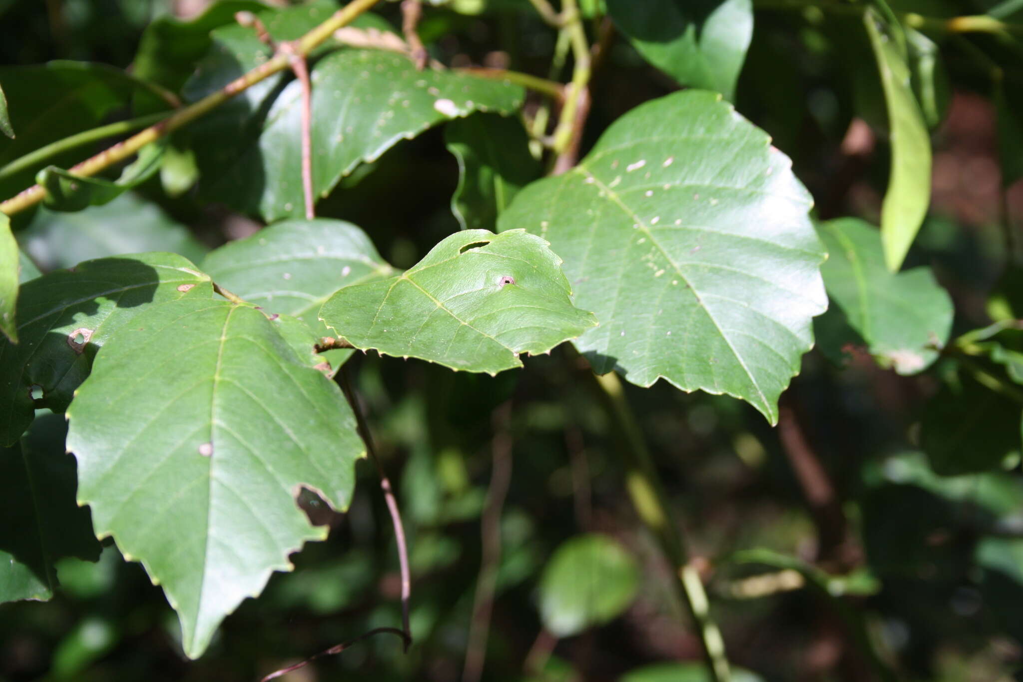 Image of kangaroo vine