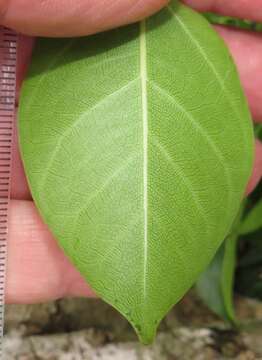 Ficus polita Vahl的圖片