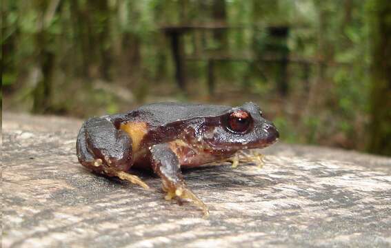 Image of Rosy Ground Frog