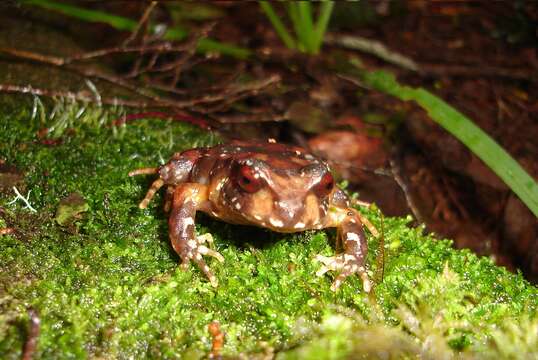 Image of Rosy Ground Frog