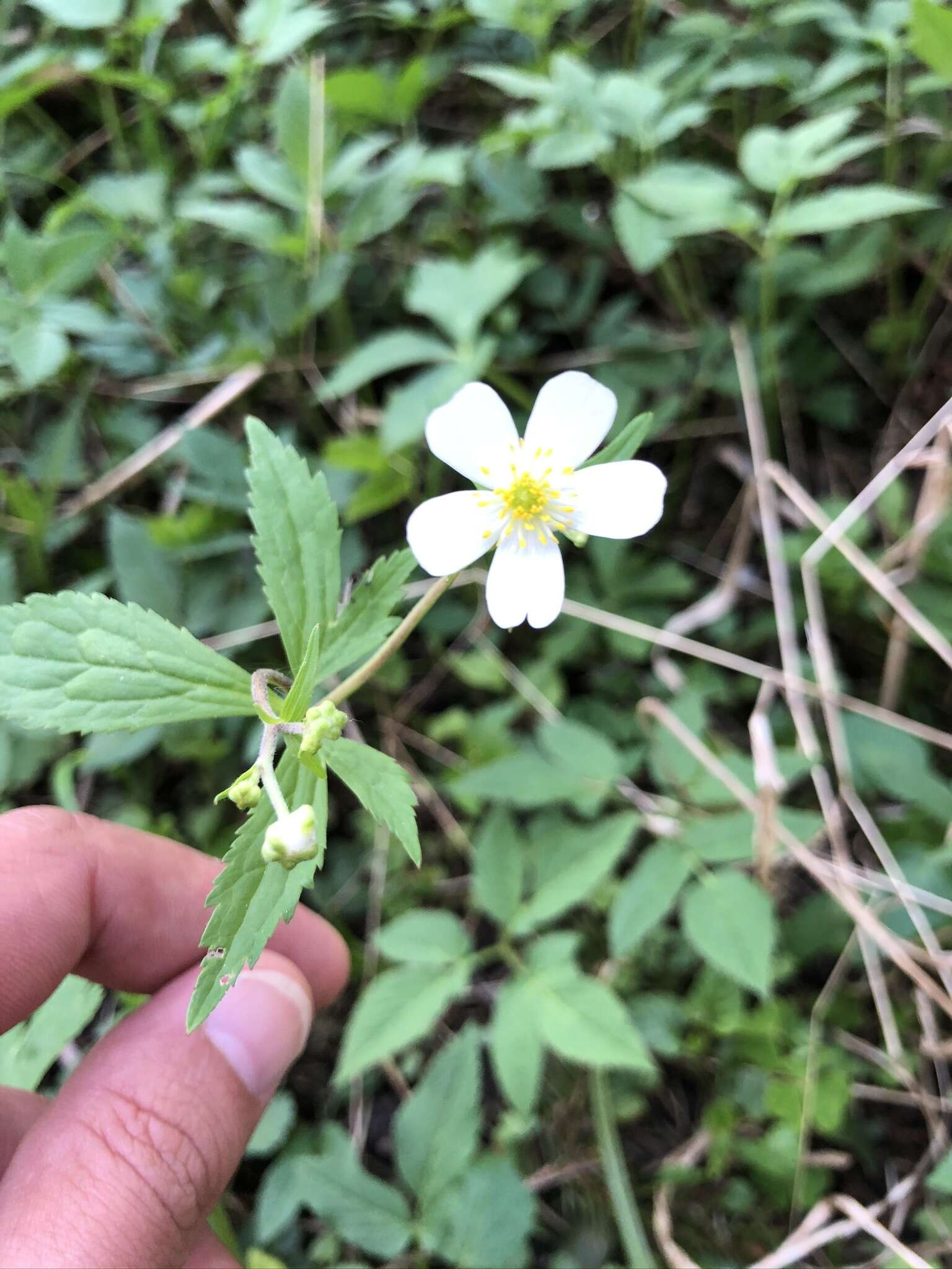 Ranunculus aconitifolius L. resmi