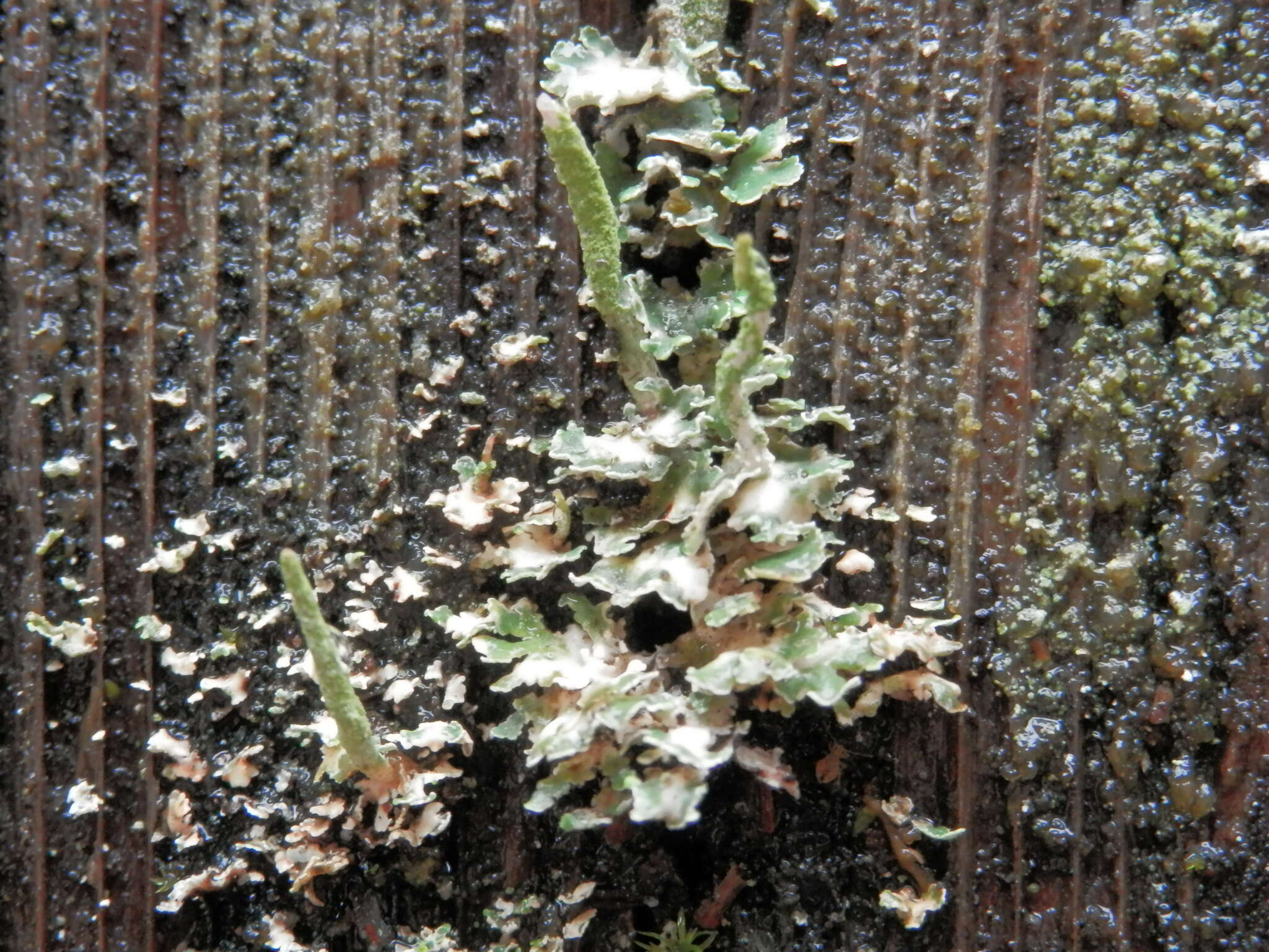 Image of cup lichen