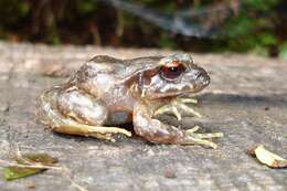 Image of Rosy Ground Frog