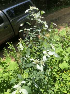 Image of Loomis' mountainmint