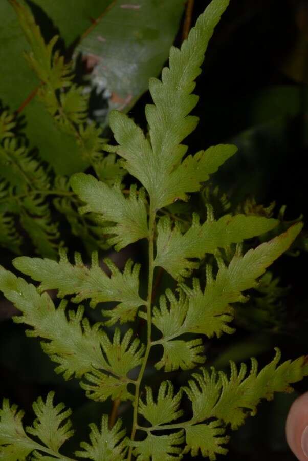 Image of Climbing fern