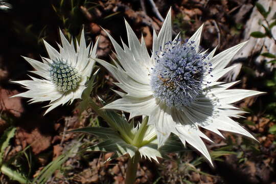 Image de Eryngium lemmonii Coult. & N. E. Rose