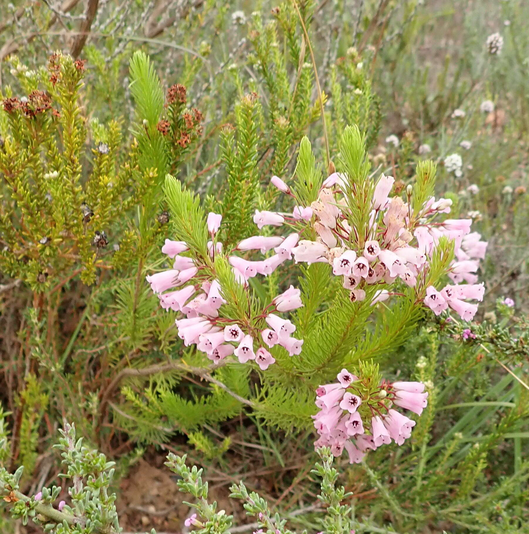 Imagem de Erica filamentosa Andr.