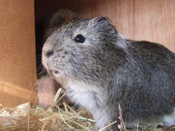 Image of Cavy